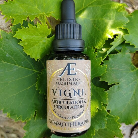 gemmothérapie miellée et concentrée bourgeons frais de vigne, articulation, circulation, elixir alchimique