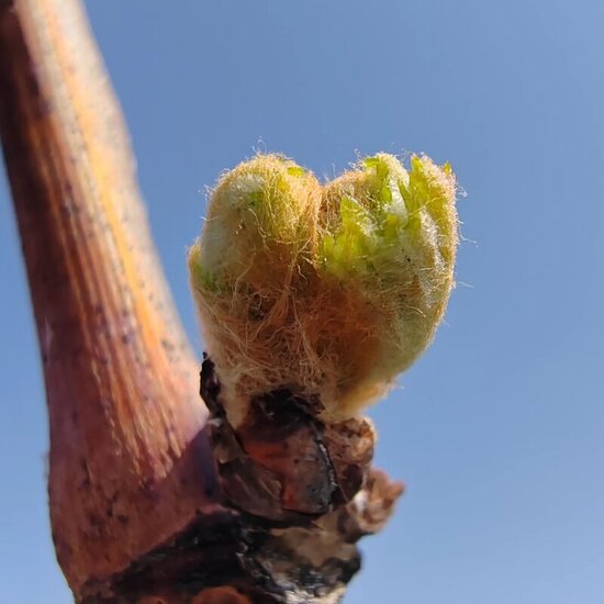 bourgeons de vigne gemmothérapie antiinflammatoire naturel soulagement articulation elixir alchimique