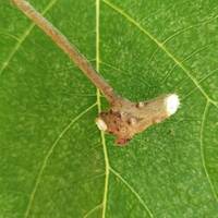 bouturage à talon multiplication jardin comestible