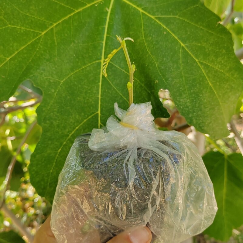 bouturage étouffée multiplication forêt nourricière