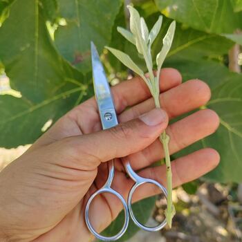 multiplication bouturage boutures forêt comestible et médicinale
