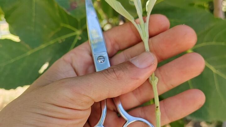 multiplication bouturage boutures forêt comestible et médicinale