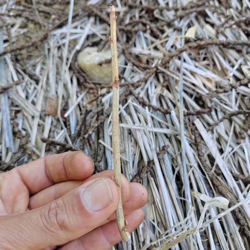 bouture ligneuse multiplication forêt comestible syntropie