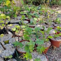 boutures multiplication jardin comestible