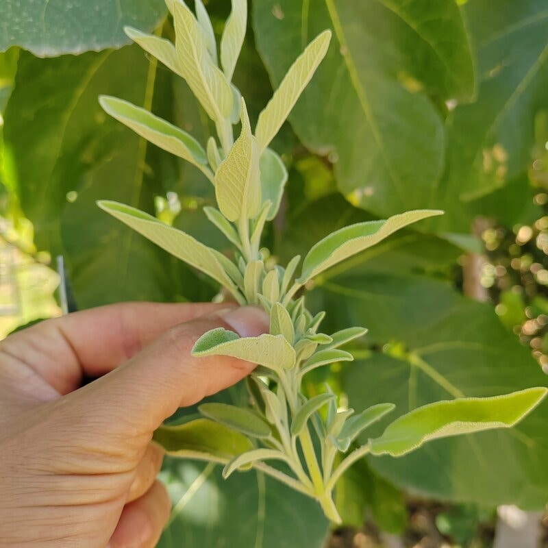 multiplication syntropie plantes médicinales