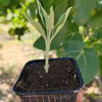 multiplication jardin comestible boutures