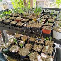 bouturage multiplication plantes médicinales
