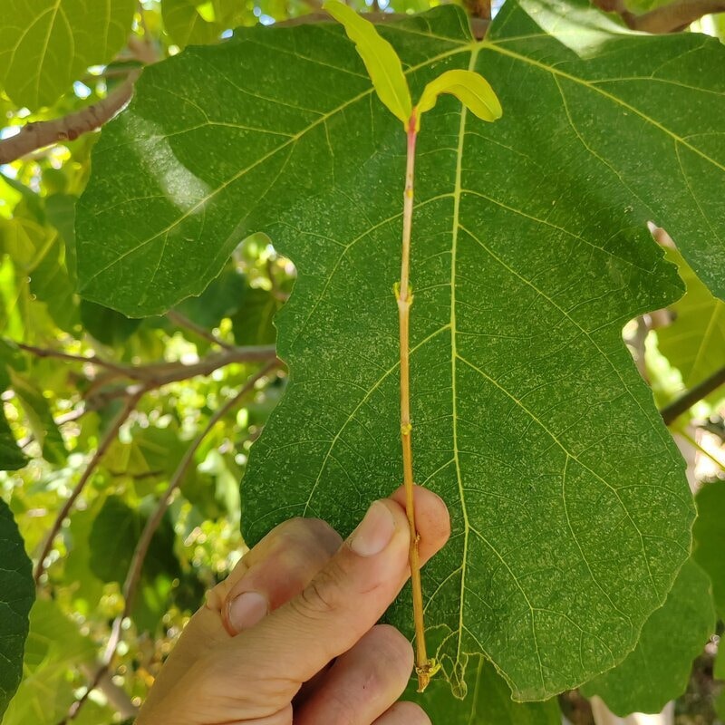multiplication par bouture forêt comestible