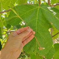 bouturage multiplication forêt comestible