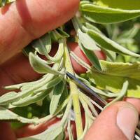 bouturage taille multiplication forêt comestible