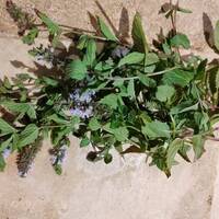 menthe poivrée fraiche