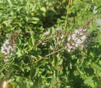 menthe poivrée cure de détox circulation et digestion