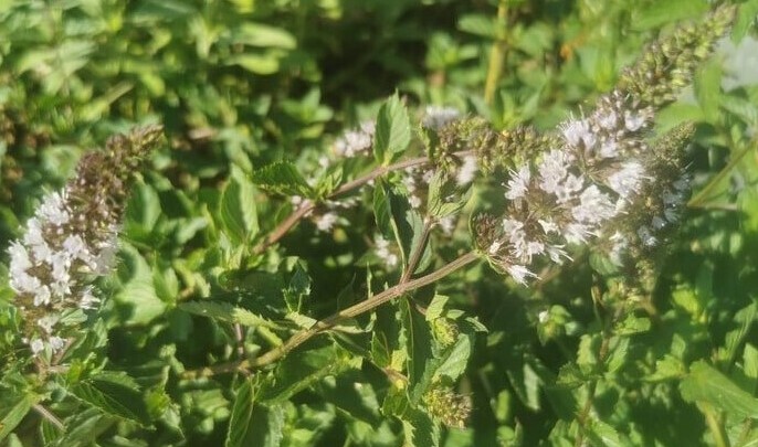 menthe poivrée cure de détox circulation et digestion