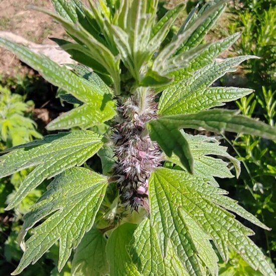 agripaume cardiaque teinture mère de plantes fraiches et locale elixir alchimique