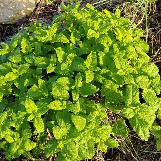 teinture mère mélisse fraiche elixir alchimique apaisement naturel digestion