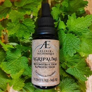 teinture mère miellée fraîche et concentrée d'agripaume cardiaque elixir alchimique pour soulager naturellement les palpitations et troubles cardiaques