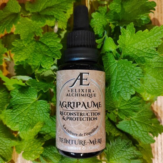 teinture mère miellée fraîche et concentrée d'agripaume cardiaque elixir alchimique pour soulager naturellement les palpitations et troubles cardiaques