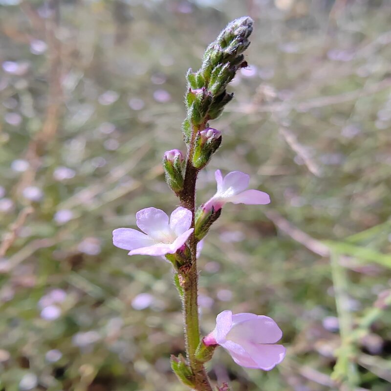 verveine foie émotionnel nervosité tensions musculaires