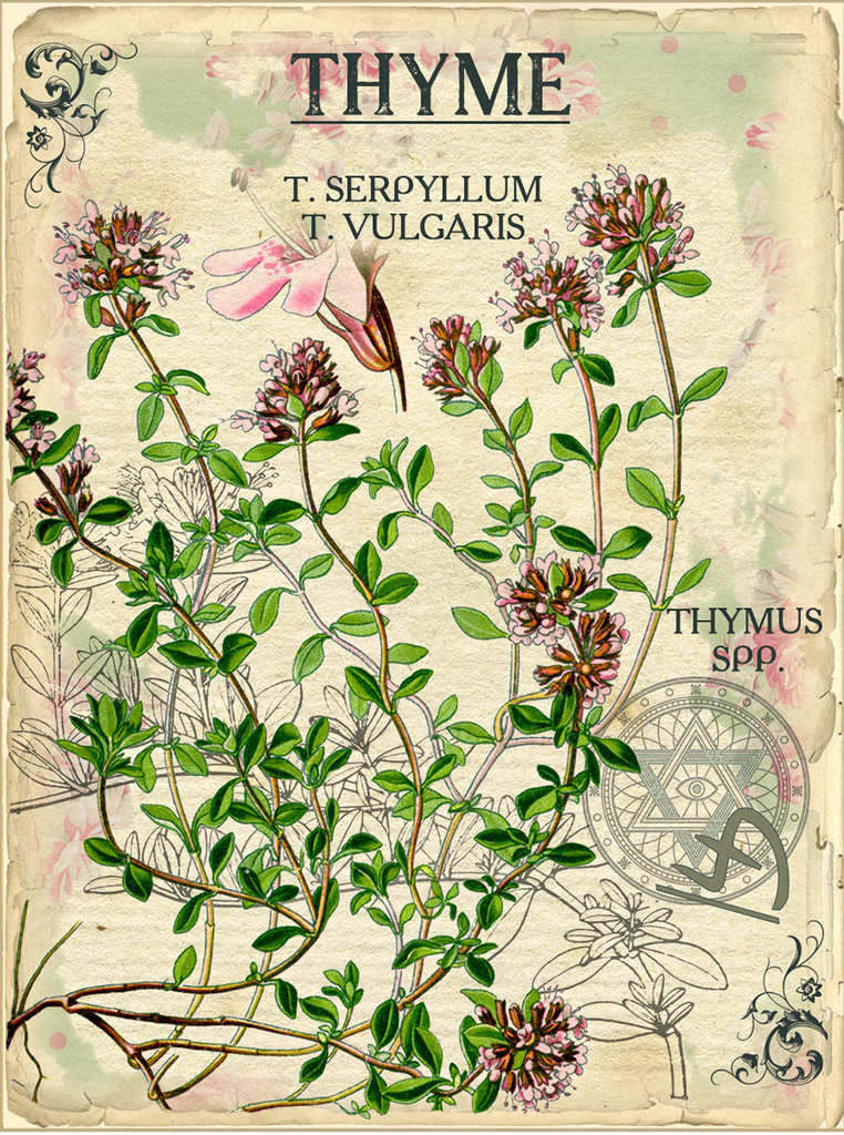 thym plante pour soutenir défenses naturelles et système immunitaire