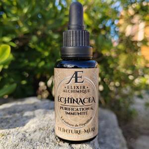 teinture mère miellée concentré de racine d'échinacée pourpre elixir alchimique, la phytothérapie de l'immunité