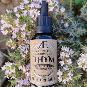teinture-mère miellée et concentrée de Thym frais et local Elixir Alchimique