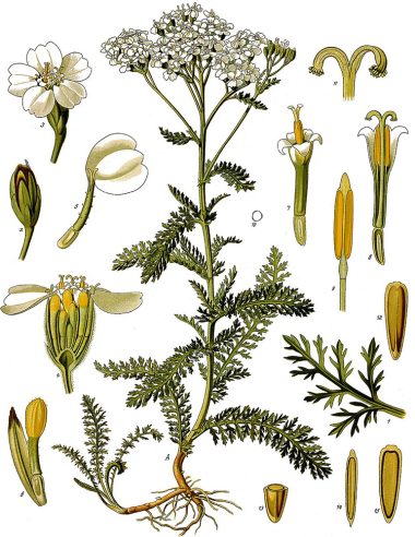 achilée millefeuille, Achillea millefolium