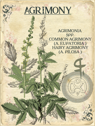 Aigremoine Eupatoire Elixir Alchimique
