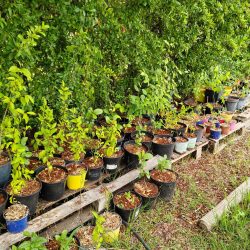 division et multiplication végétale forêt comestible et médicinale élixir alchimique