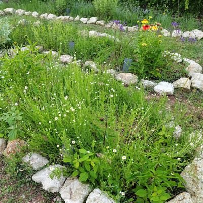 jardin plantes médicinales
